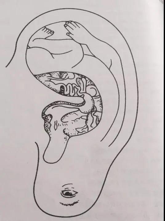 耳穴在耳郭的分布就像一个倒置在妈妈腹里的胎儿一样,面颊对应的穴位