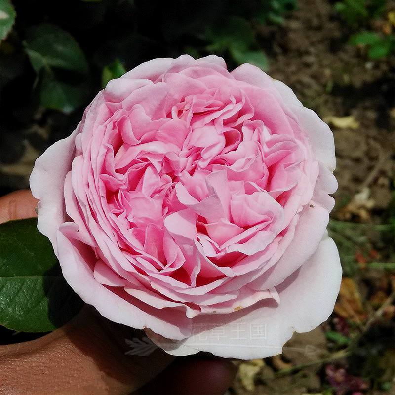 月季臻品伊芙伯爵硕大花朵配上浓郁香气不养真吃亏