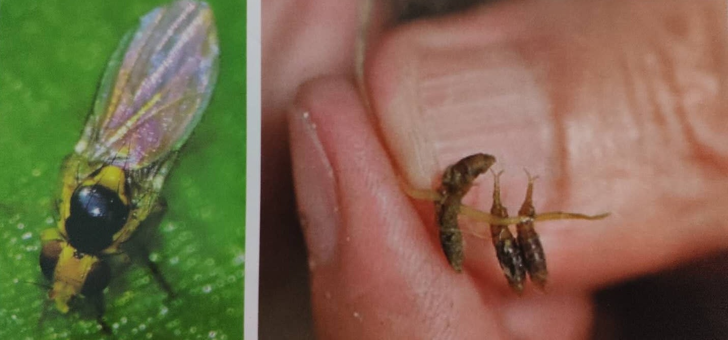 稻水蝇虽小,危害水稻秧苗不容小觑,掌握科学防治方法早预防_幼虫