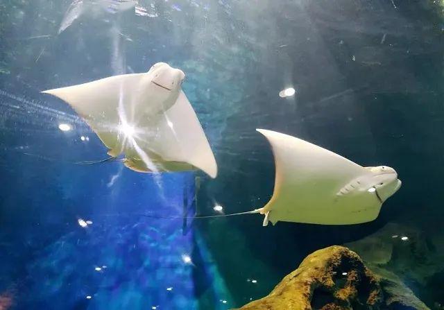 海洋知识小课堂丨海洋中的远程迁徙者牛鼻鲼