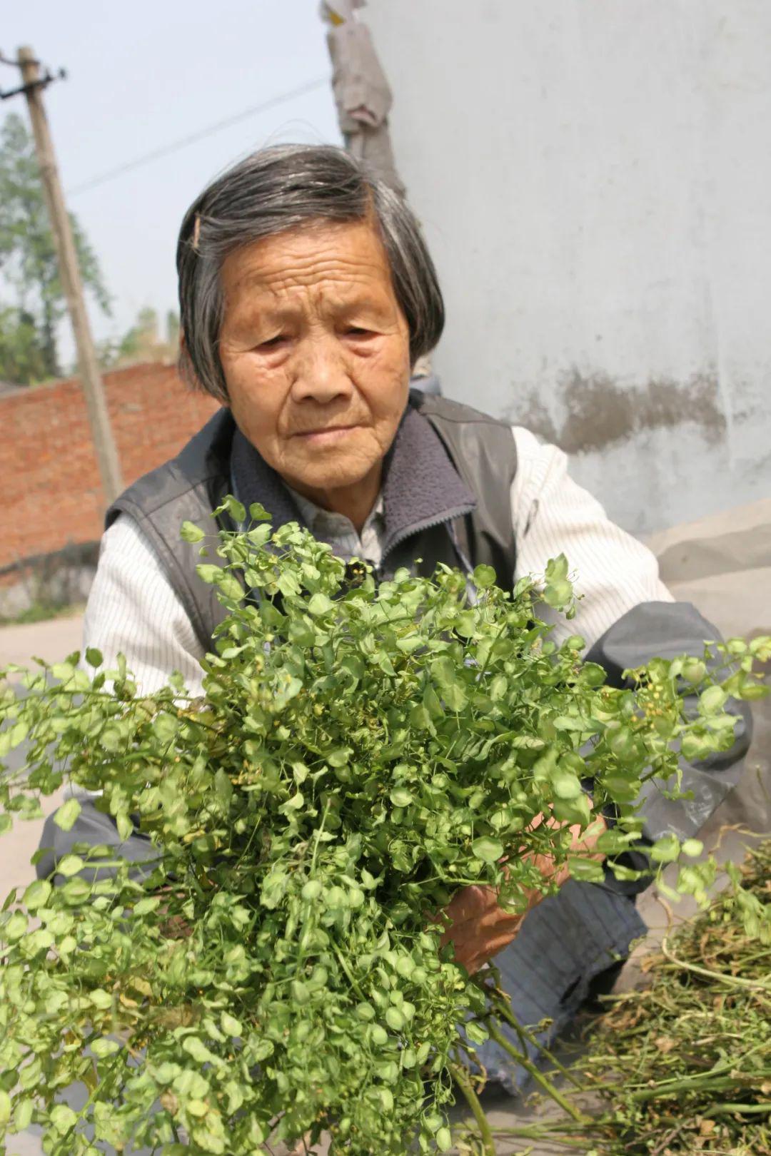 吃过南翔四宝的罗汉菜,那你见过开花结籽儿的罗汉菜吗?