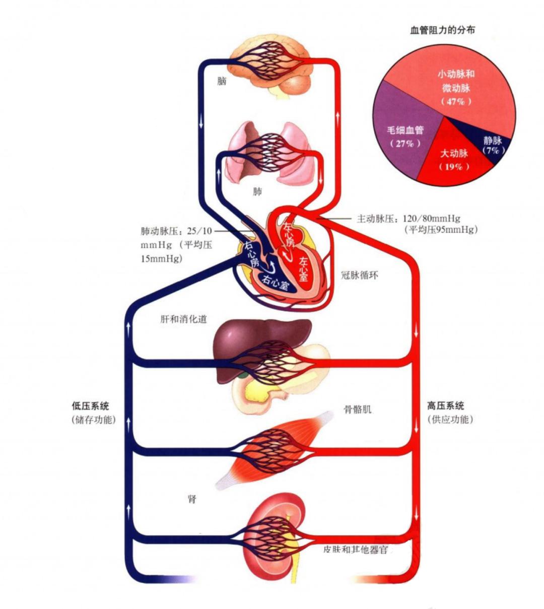 有7%是来自静脉有27%是来自毛细血管有66%是来自动脉血管的阻力心血管