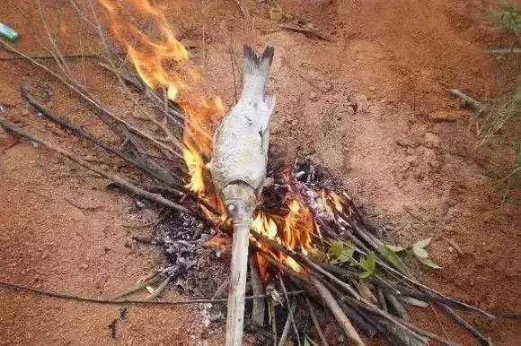 在抓鱼虾,抓上来以后直接就地生火,收拾好内脏和鱼鳞后,用树枝叉起来