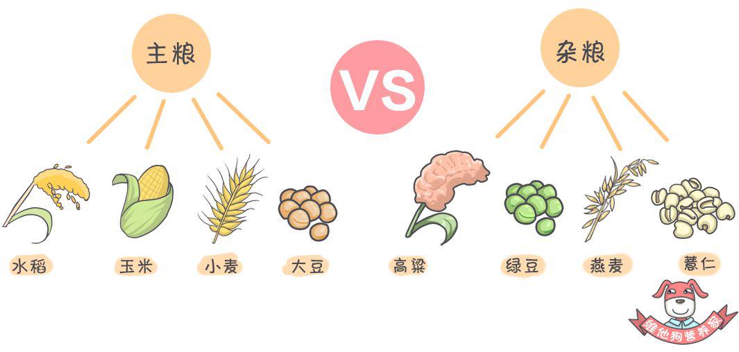 杂粮粗粮全谷物是同一种东西吗粗杂粮真的能降低癌症风险吗