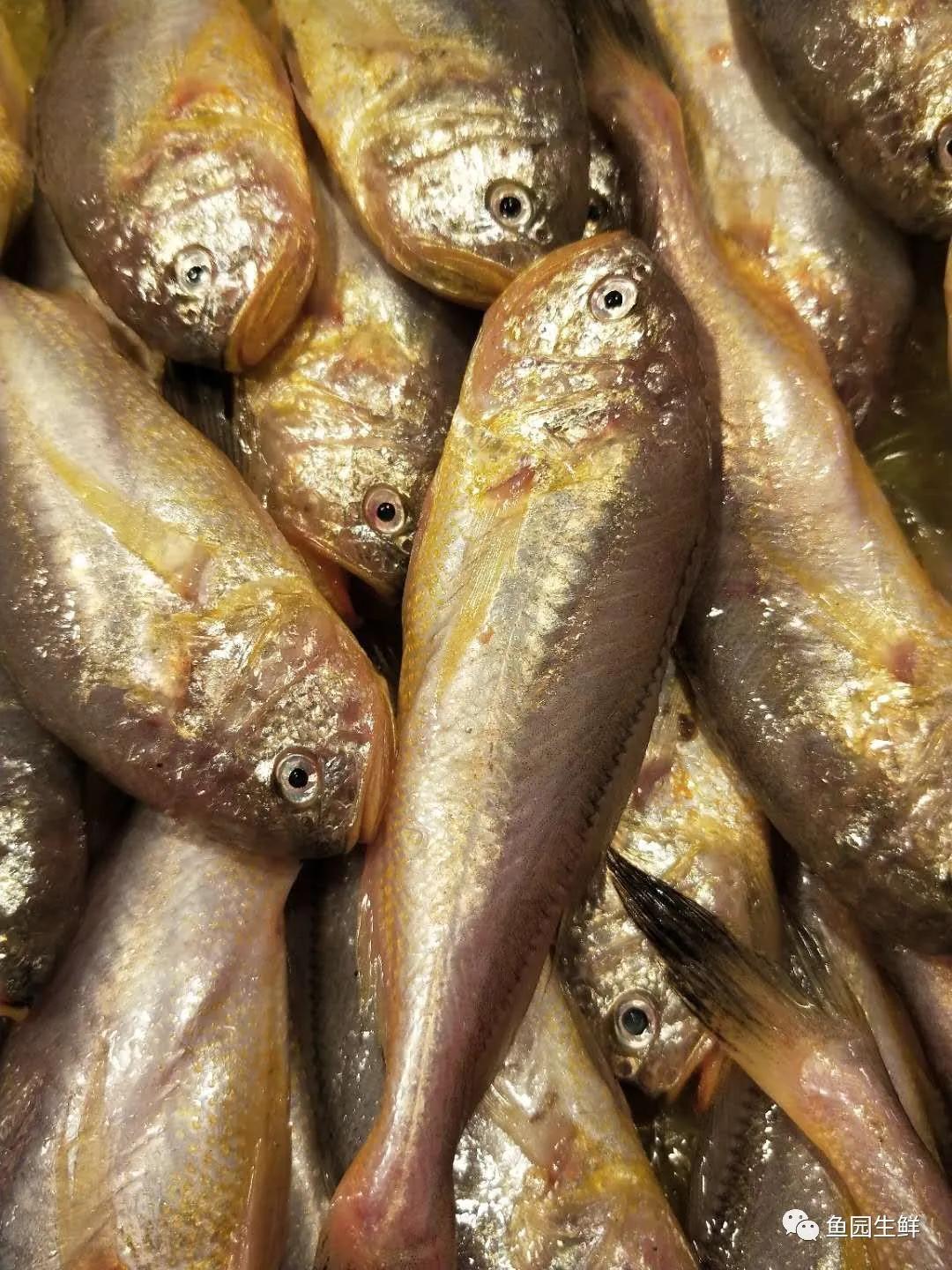 台州海鲜你的美食我的乡愁从码头到餐桌只缺一个团长