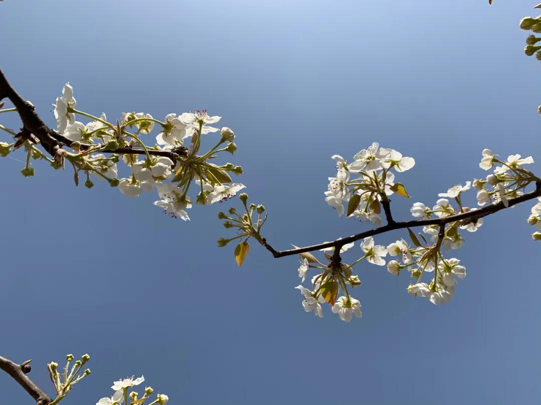 走进四月梨花湾