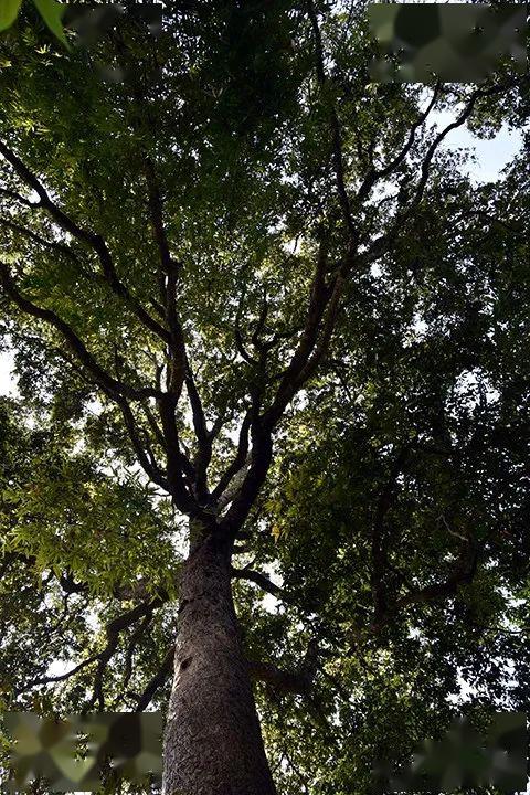 水楠木树特征图片图片