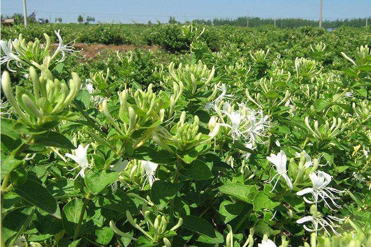 蒲公英金银花功能饮料配方技术的加工工艺研究_实验