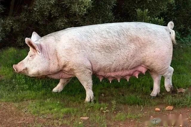 皮梅母猪资料图片