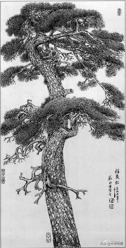 松树的画法 线描图片