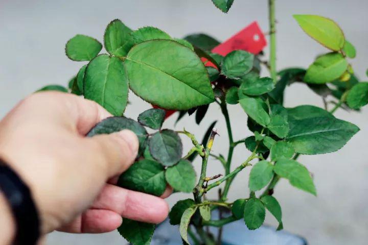 花卉让我们轻松面对月季盲枝