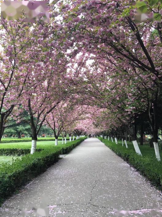 微微一校交大樱花季