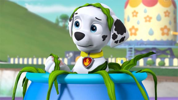 狗狗巡逻队毛毛吃蔬菜有健康身体汪汪队立大功