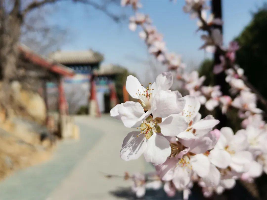 八大處公園採取網上(美團)實名預約售票並採取限流措施,將來園遊客