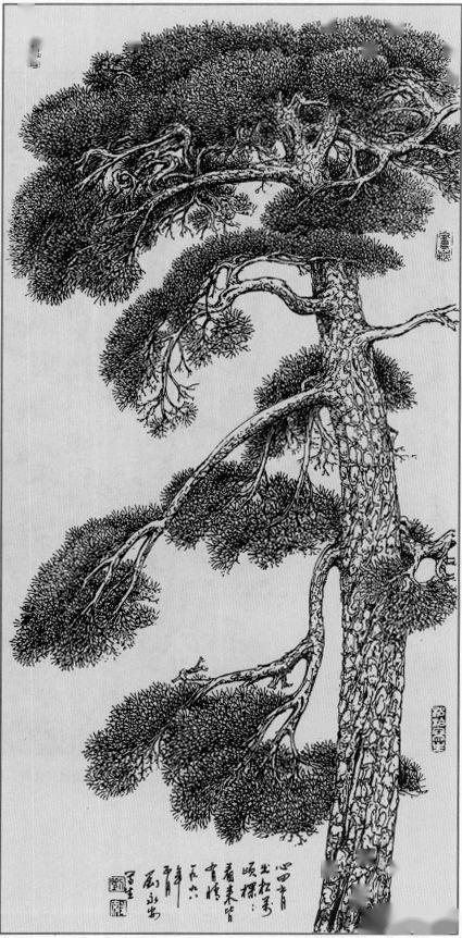 老松树的白描图片图片