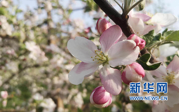 年第三届中国苹果花节开幕 灵宝市