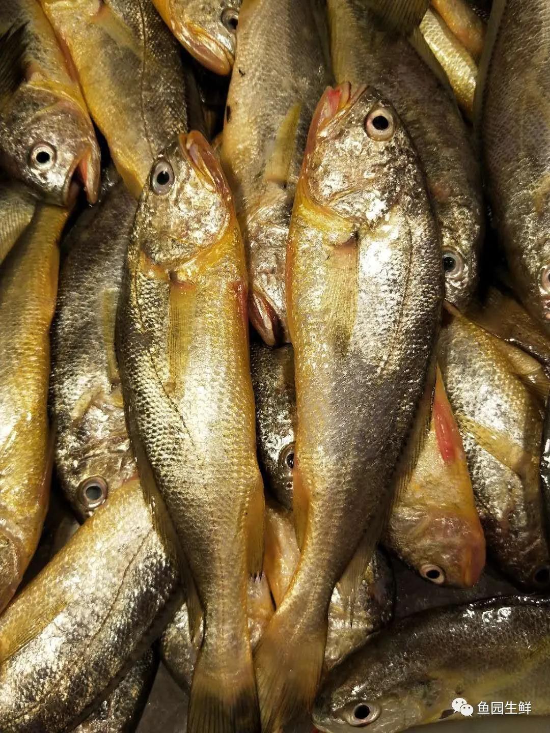 台州海鲜你的美食我的乡愁从码头到餐桌只缺一个团长