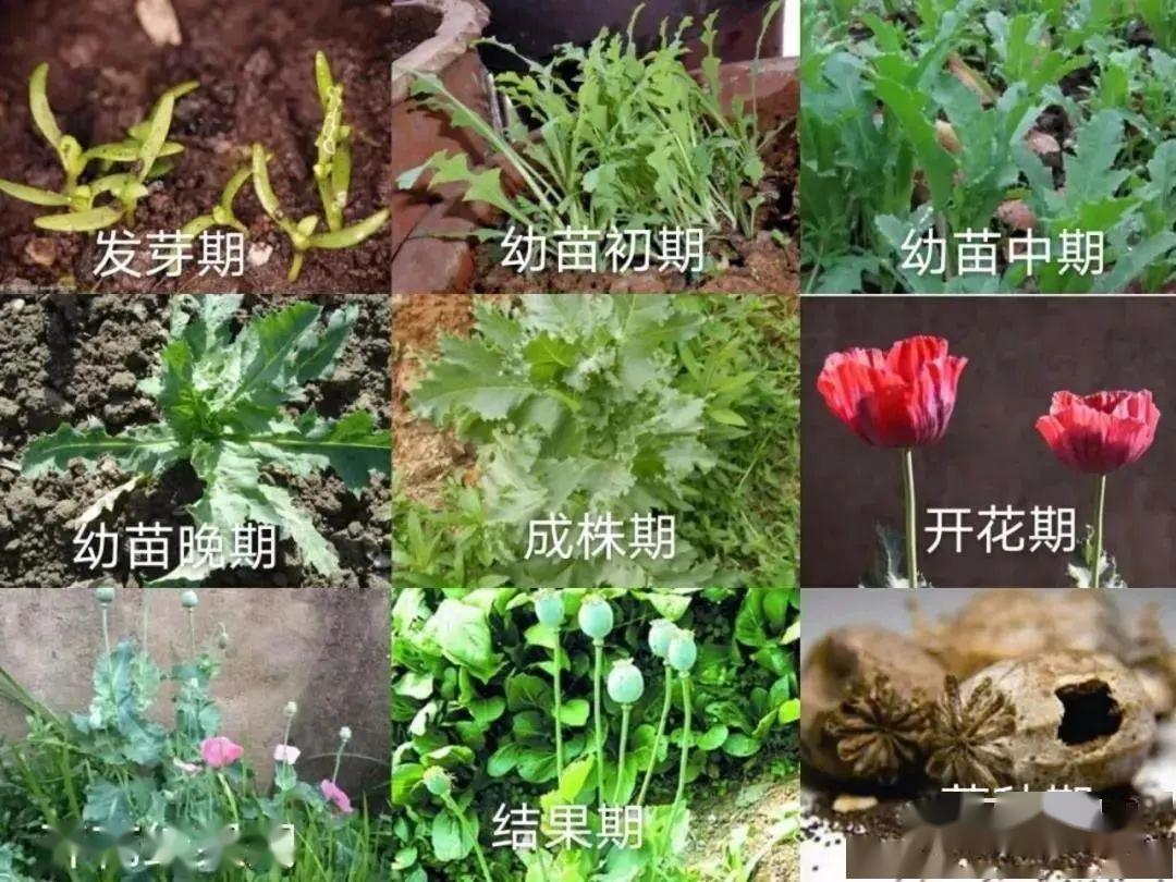 罂粟生长周期图片