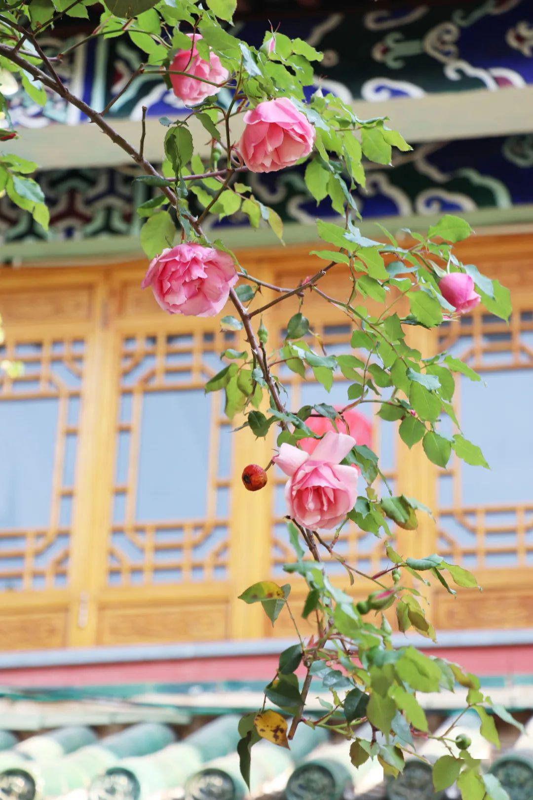 满城蔷薇开花漫古城美得不要不要的