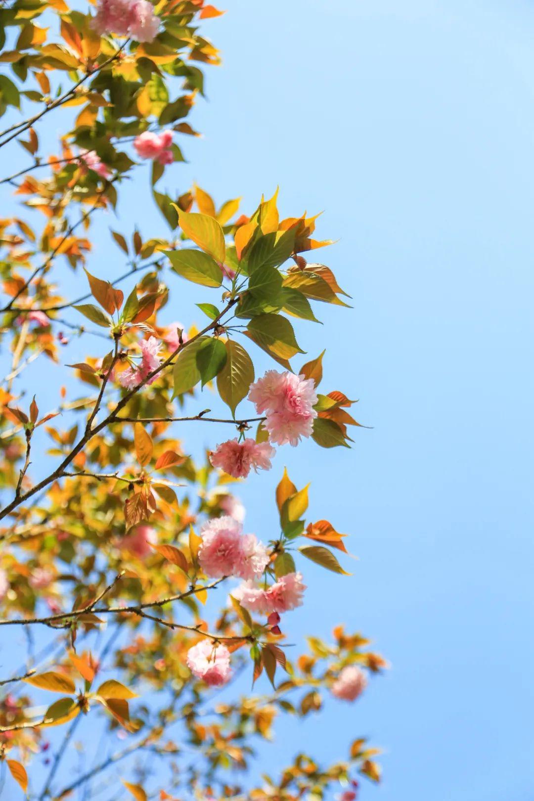人间最美四月天!泰顺石亭紫藤花开啦,美到让人想醉.