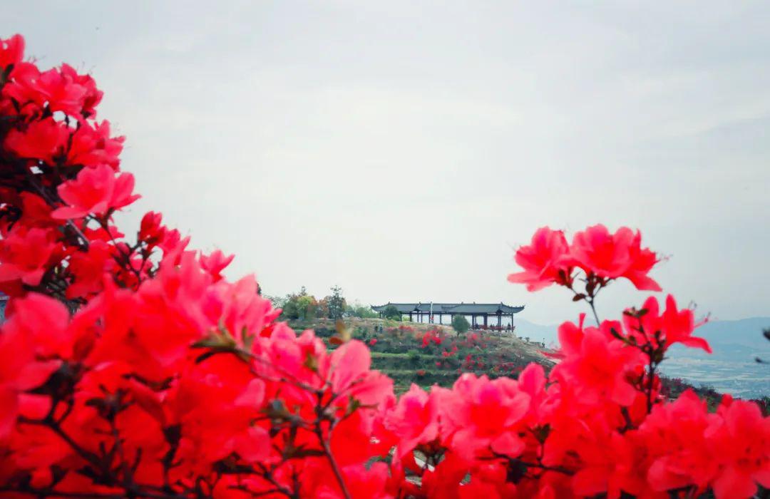 红艳如火乐清白龙山的杜鹃花开成海了