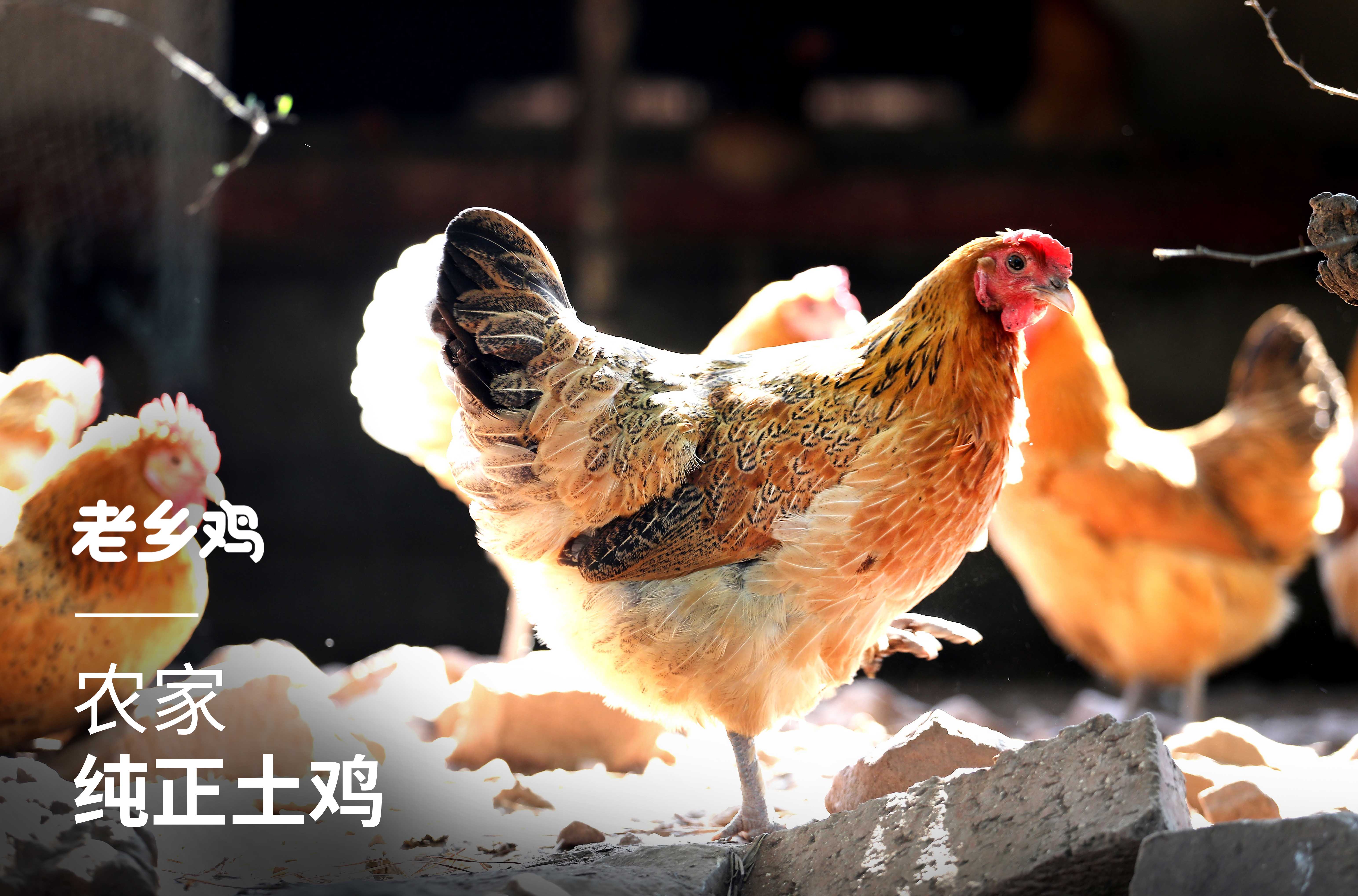 鸡考记︱深入研究每一只鸡的品种、部位、吃法，以及故事（上） - 知乎