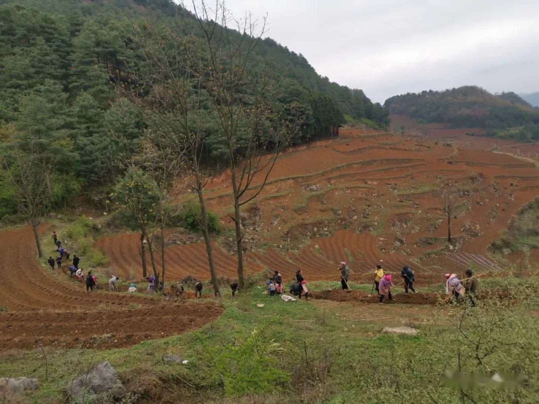 4月6日至8日,威宁自治县石门乡年丰村铁匠塘自管委50多位村民,在村