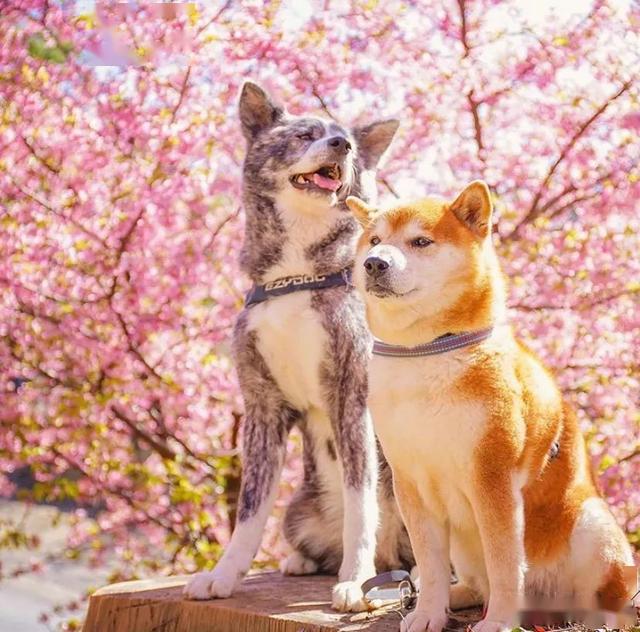 柴犬与花的合照治愈了无数人愿山河无恙岁月无殇