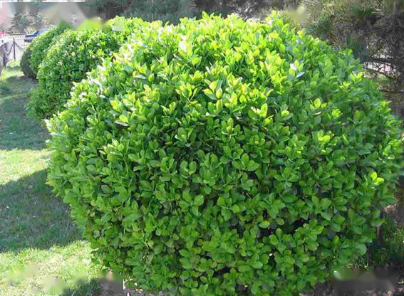 黄杨卫矛科卫矛属,别名:冬青卫矛,正木,扶芳树,四季青,七里香,日本