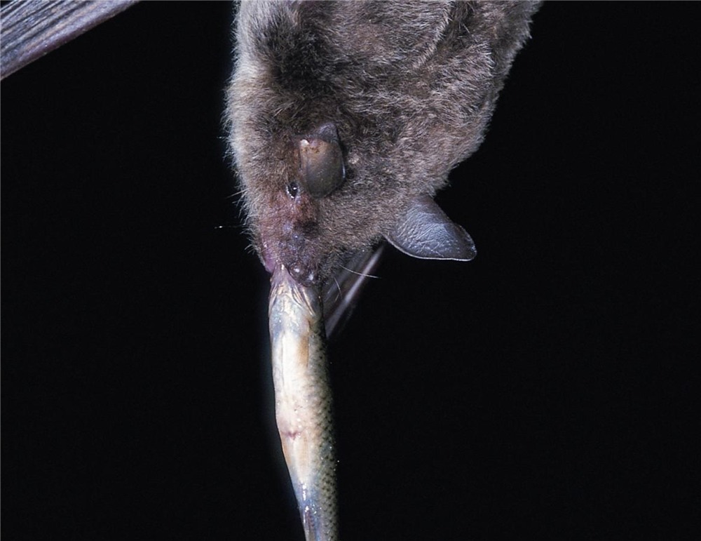 原创广西大石围发现食鱼的蝙蝠爪如鱼钩一晚上能捕获约30条小鱼