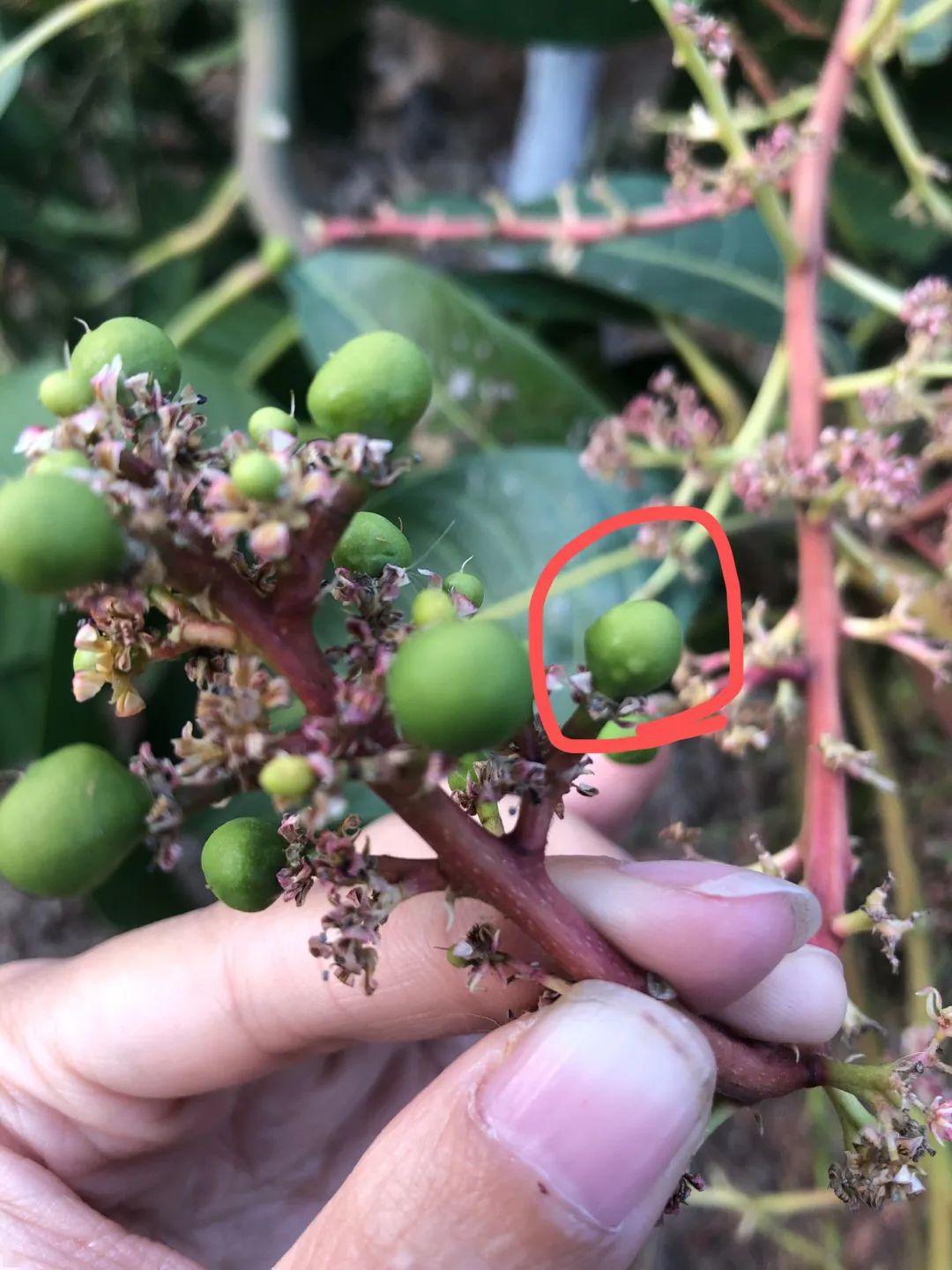 虫害芒果蓟马都有哪些危害