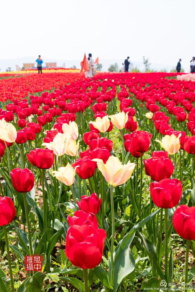 洛阳万安山下豪泽国际郁金香花海摄影