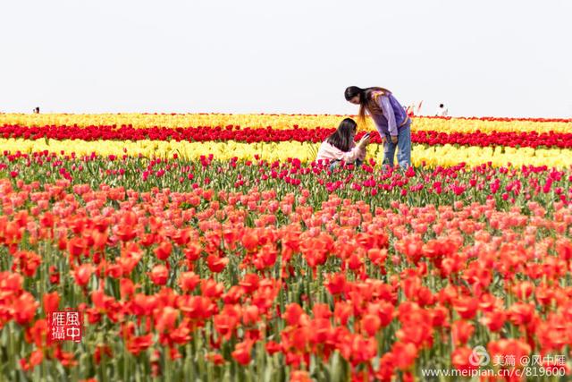 洛阳万安山下豪泽国际郁金香花海摄影