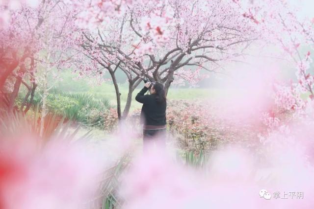 平陰風光人間芳菲四月天快來玫瑰小鎮領略醉美春姿