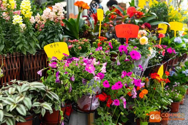 重庆沙坪坝花卉市场图片