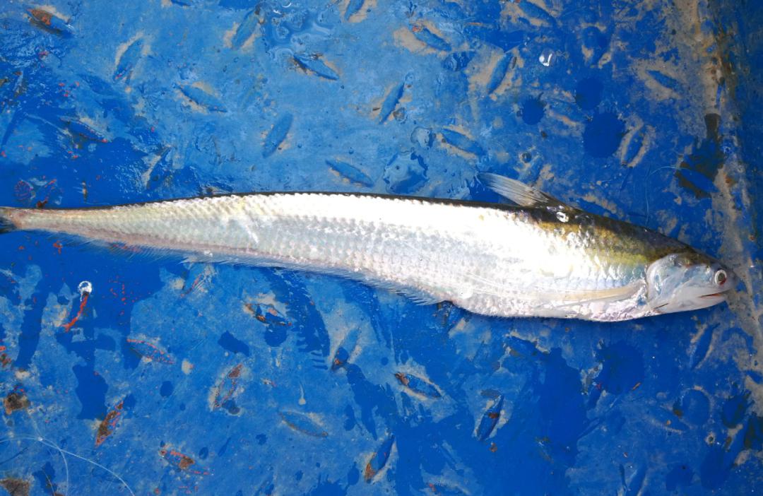 为进一步做好瓯江流域渔业资源保护,尤其是凤尾鱼等溯河性洄游鱼类