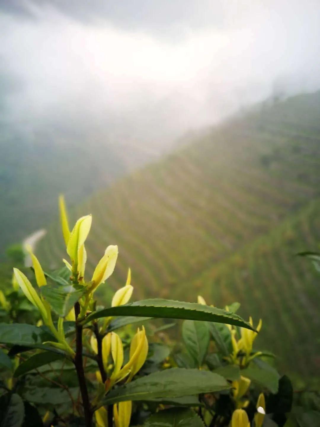 芳香四溢,靜候採頡蜈蚣嶺母樹白茶茶香時節,想見你為了更好的推廣黃山