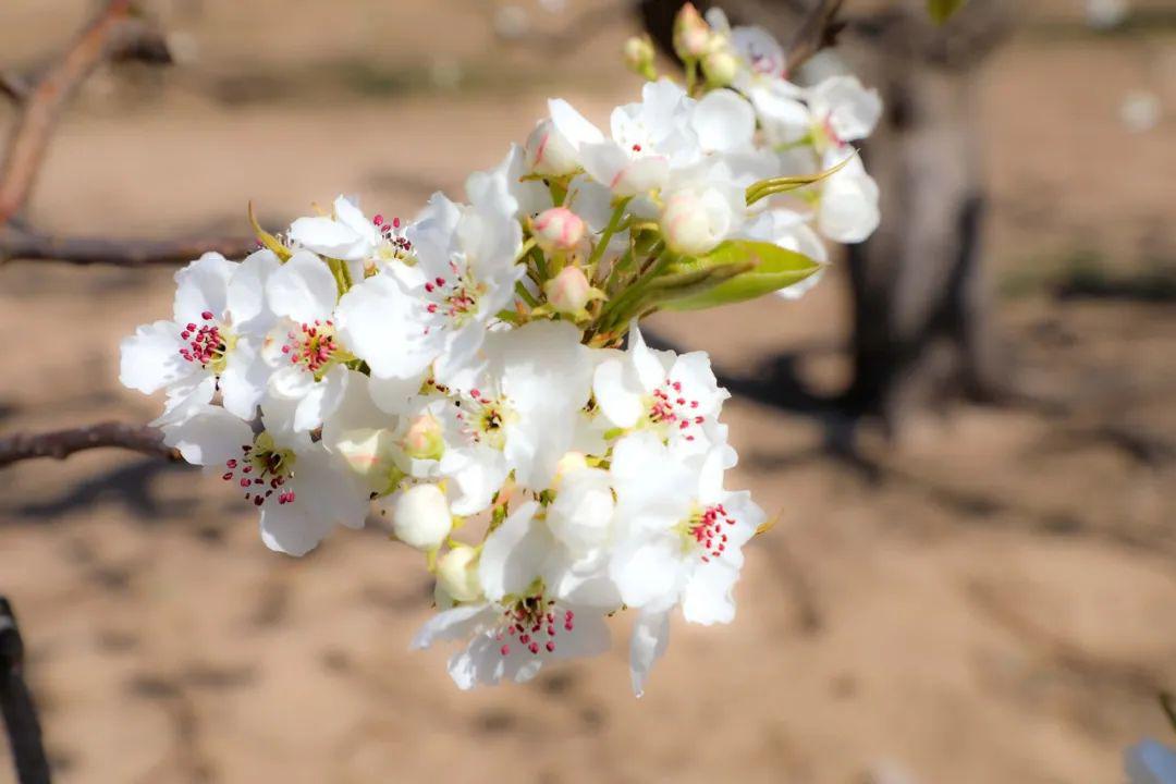 【"云"赏花】咱大兴庞各庄的梨花也太美了吧!