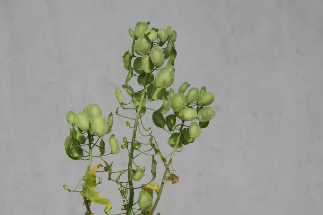 吃过南翔四宝的罗汉菜,那你见过开花结籽儿的罗汉菜吗?