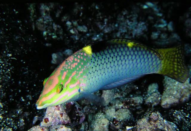 每日一魚 | 雲斑海豬魚:體被斑點,色彩豔麗