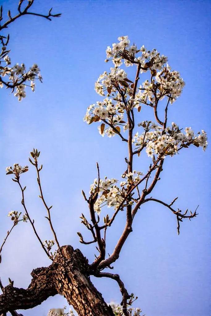 【"云"赏花】咱大兴庞各庄的梨花也太美了吧!