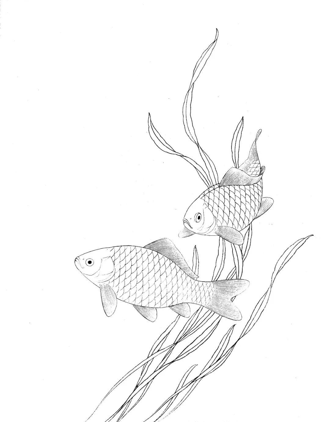 【教程】路雨年《鲫鱼》绘制步骤_工笔