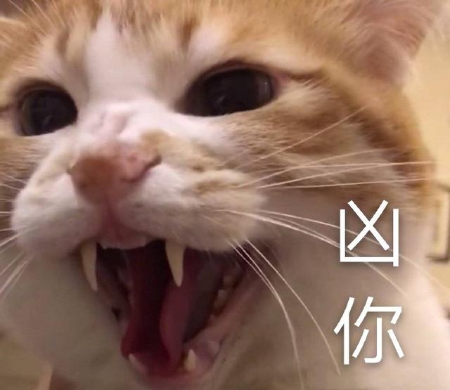 猫咪表情包合集