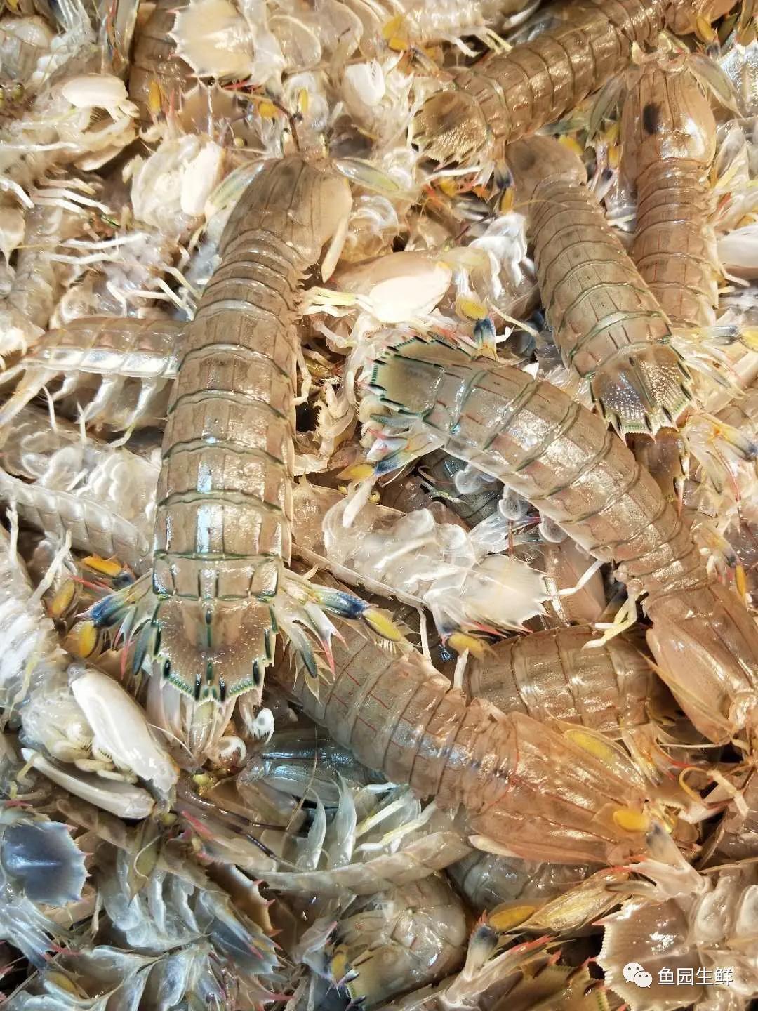 虾姑蛏子台州青蟹海鲜的核心就是"鲜",只有新鲜,才能味鲜,而新鲜的