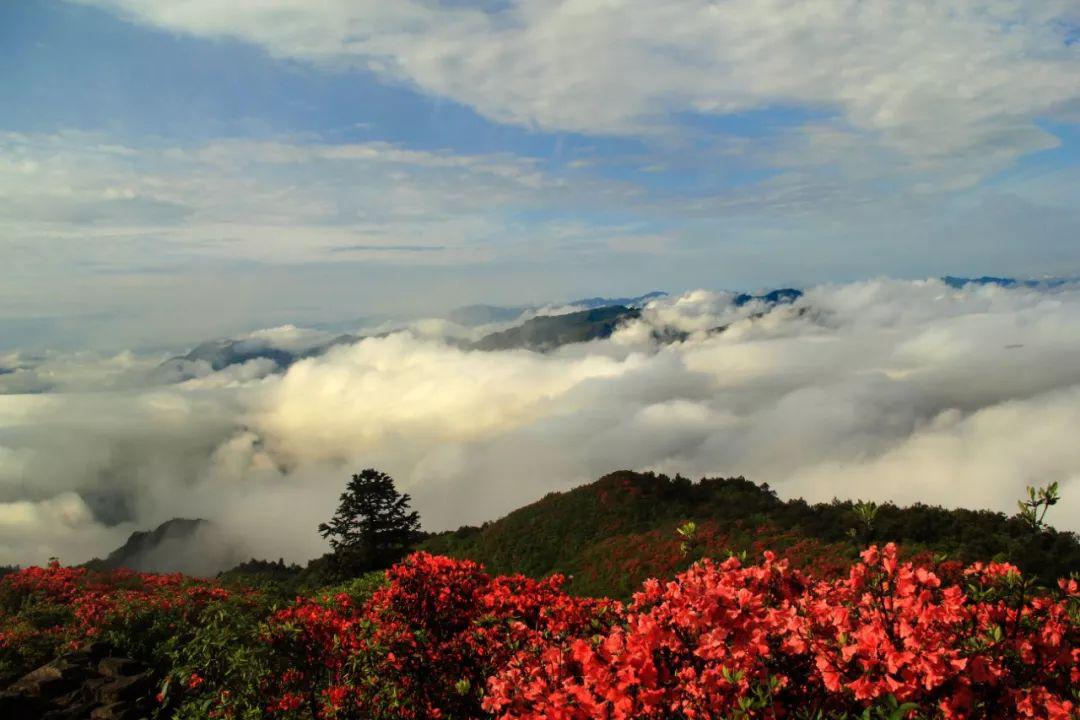 丹寨龙泉山绝美杜鹃花海感受漫山遍野的盎然春意