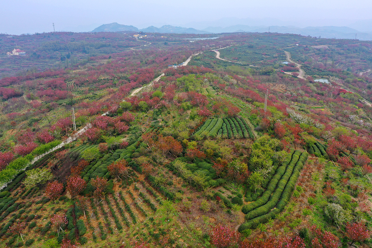 唐末战乱造就的上马岗十里樱花盛放免费欣赏