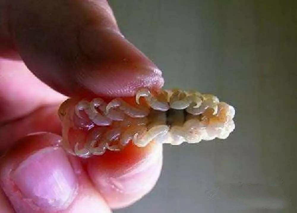 吃鱼舌头的寄生虫图片