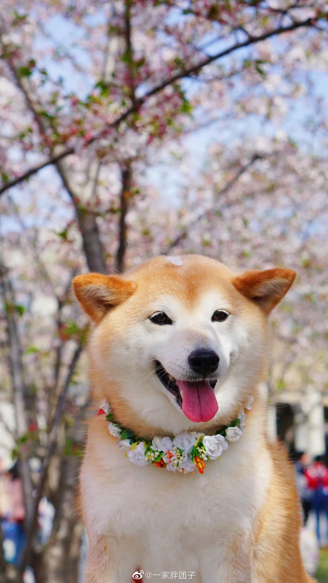 狗子与花儿太治愈了一大波小可爱向你袭来看完心都要被暖化了