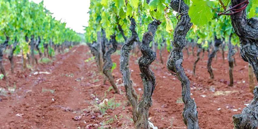 葡萄酒产区常见土壤类型