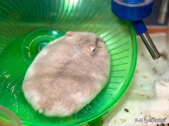 胖乎乎,软趴趴的小仓鼠,手感肯定很不错哦